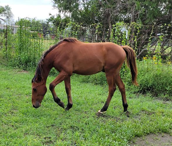 ARABIAN HORSES FOR SALE, SAN ANTONIO TEXAS AREA